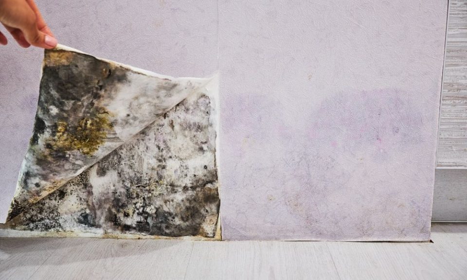 Mold A Serious Problem That Needs to be Addressed