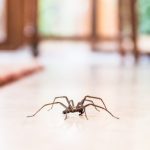 Ways To Keep Your Home Free of Spiders