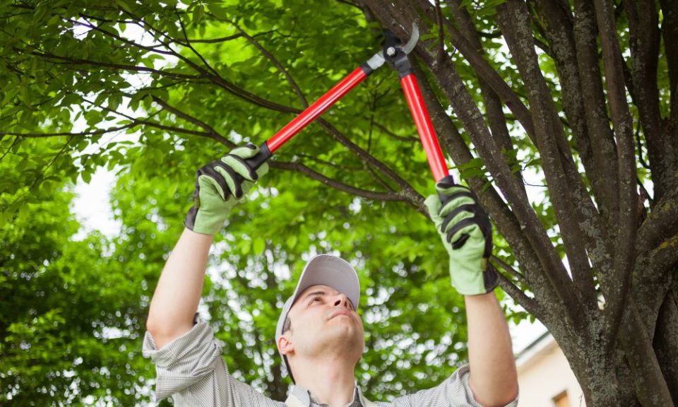 Tree pruning