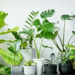 e Plants